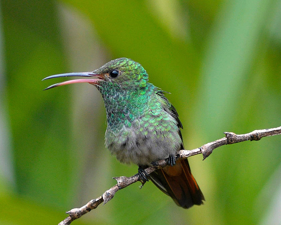 Rufous Tailed Hummingbird
