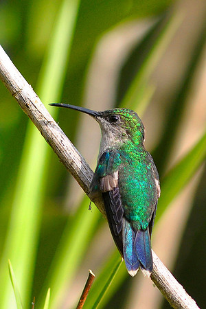 Beryl Crowned Hummingbird