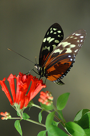 Tiger Longwing
