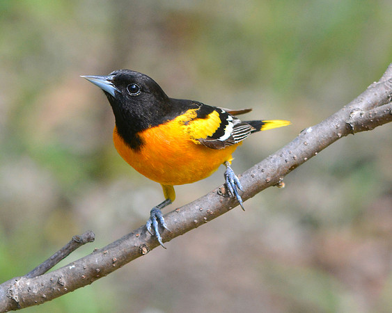 Northern Oriole 2