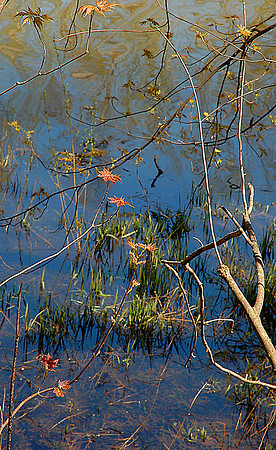 Springtime Pond