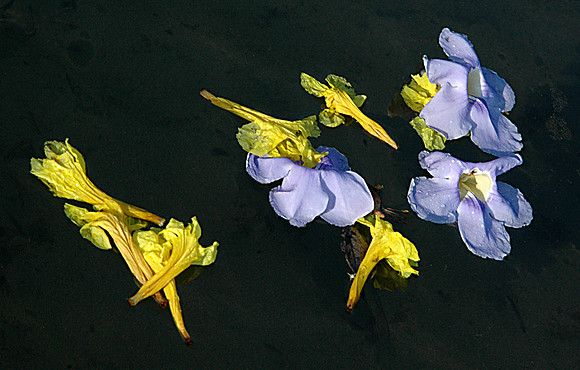 Floating Flowers