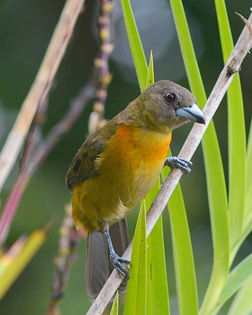 Cheri's Tanager female