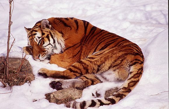 Winter Tiger