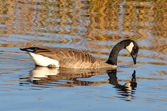 Canada Goose