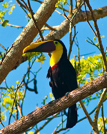 Toucan 2