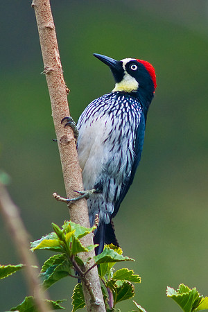 Acorn Woodpecker