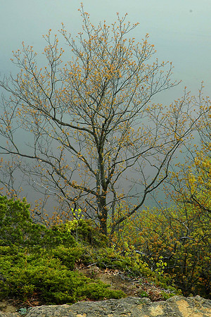 Mystery of Spring