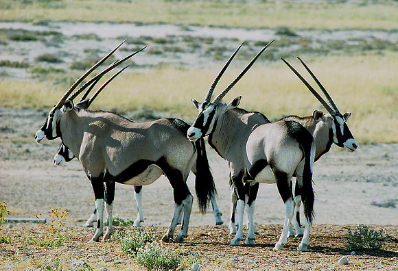 Gemsboks