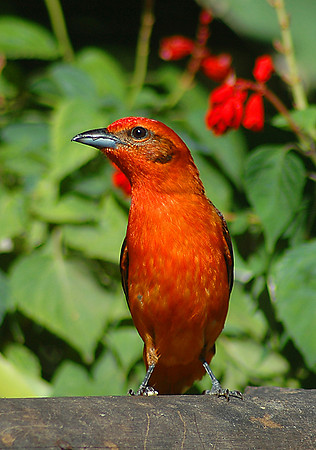 Hepatic Tanager