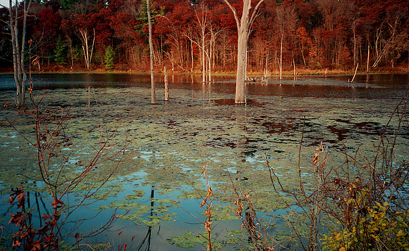 Flooded Forest