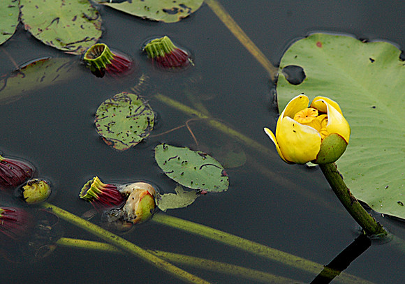 Lily Pad