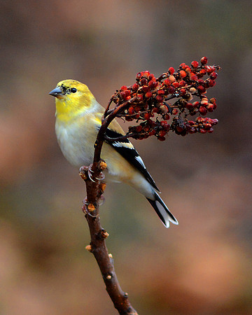 Fall Goldfinch