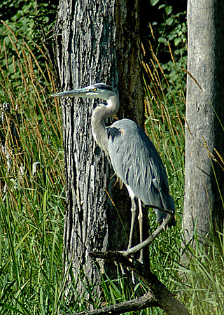 Great Blue Heron