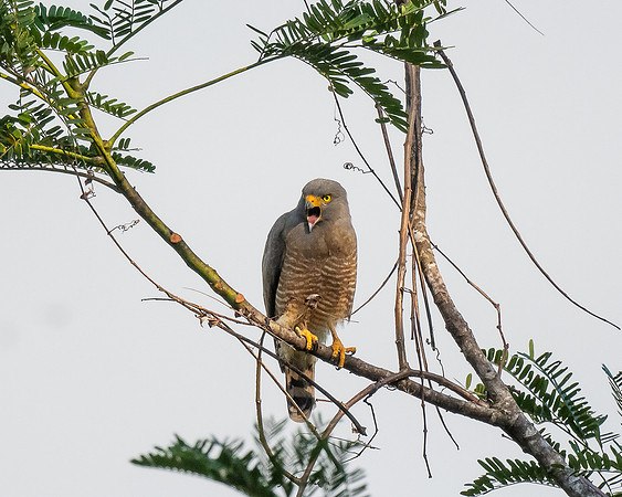 Roadside Hawk
