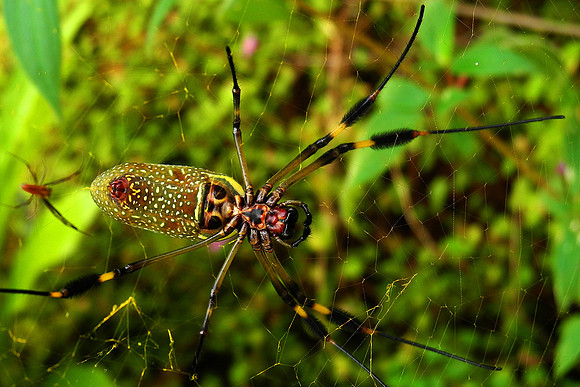 Golden Orb Spiders 2