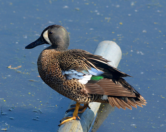 Blue Winged Teal