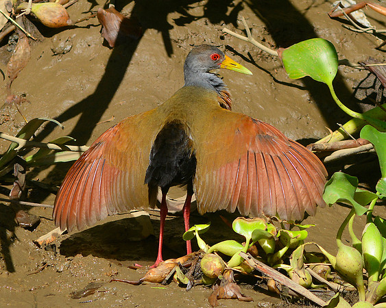 Gray Necked Wood Rail