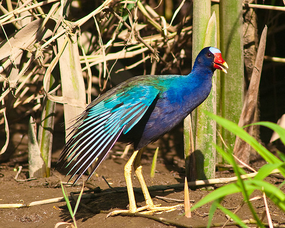 Purple Gallinule