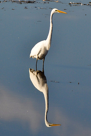 Great Egret 1