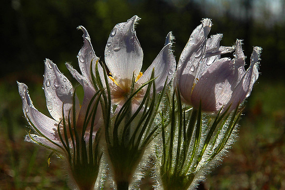 Pasque Flower