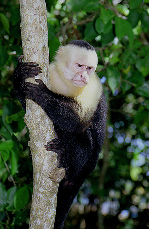 White Faced Monkey 2