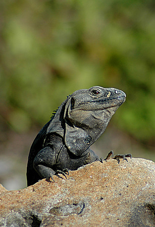 Black Lizard