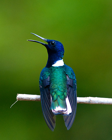 White Necked Jacobin 2