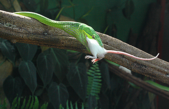 Vine Snake