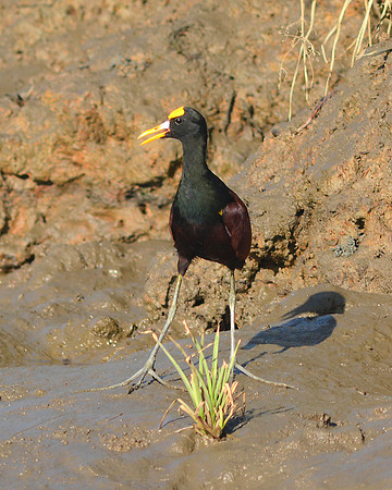 Northern Jacana