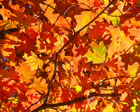 Blazing Oak Leaves