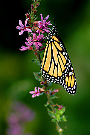 Monarch