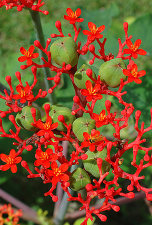 Burst of Orange