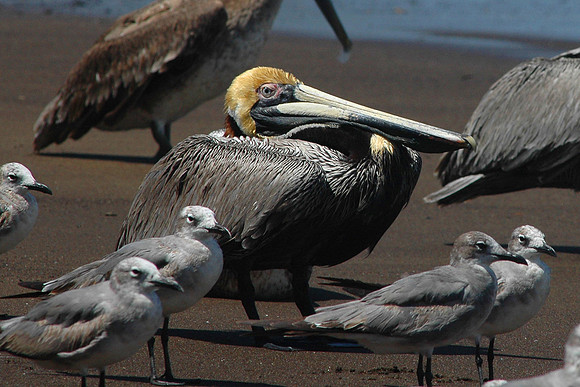 Brown Pelican