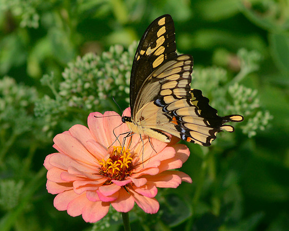 Swallowtail 2