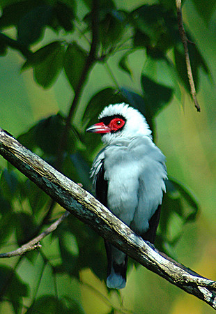 Masked Tityra