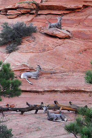 Long Horn Sheep