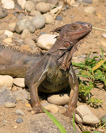 Iguana