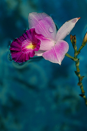 floating Orchid