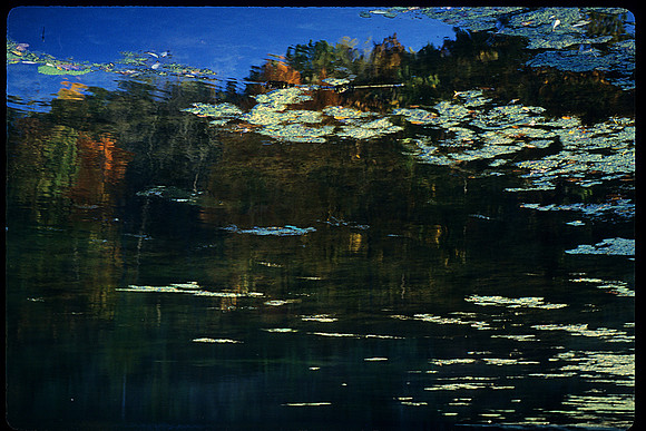 Impressionist Water Lillies