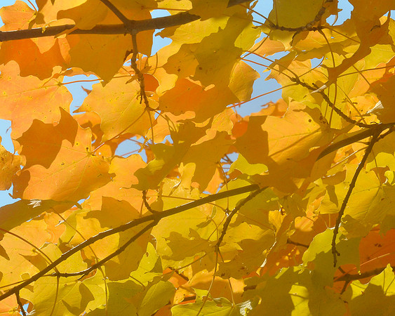 Maple Magic