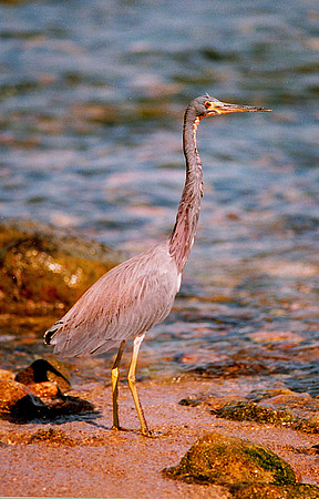 Tri-colored Heron
