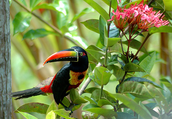 Fiery Billed Aracari 1