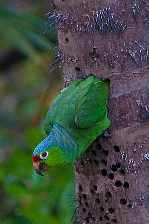 Red Lored Parrot