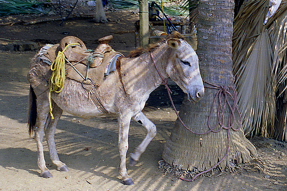 Donkey Shadow