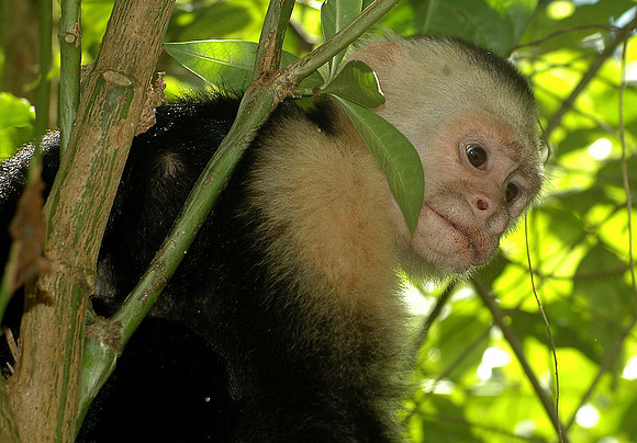 White Face Monkey 3