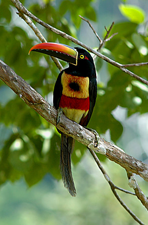 Fiery Billed Aracari 2