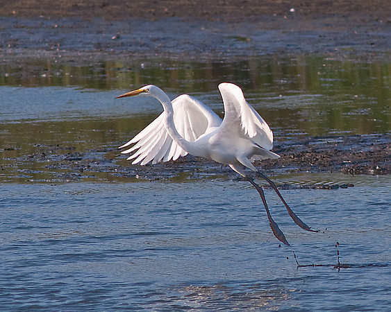 Great Egret in Flight