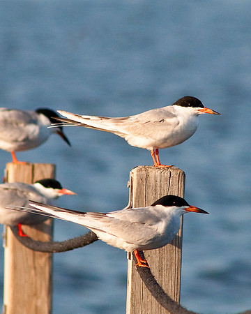 Common Terns