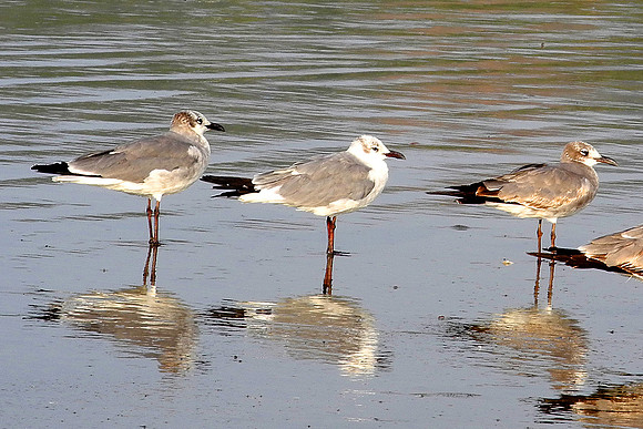Trio of Gulls